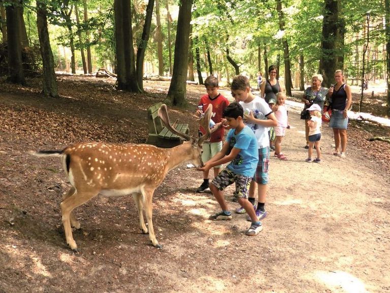 Kinder und Eltern gehen auf Tuchfühlung mit der Natur beim Rehefüttern bei der Atempause.